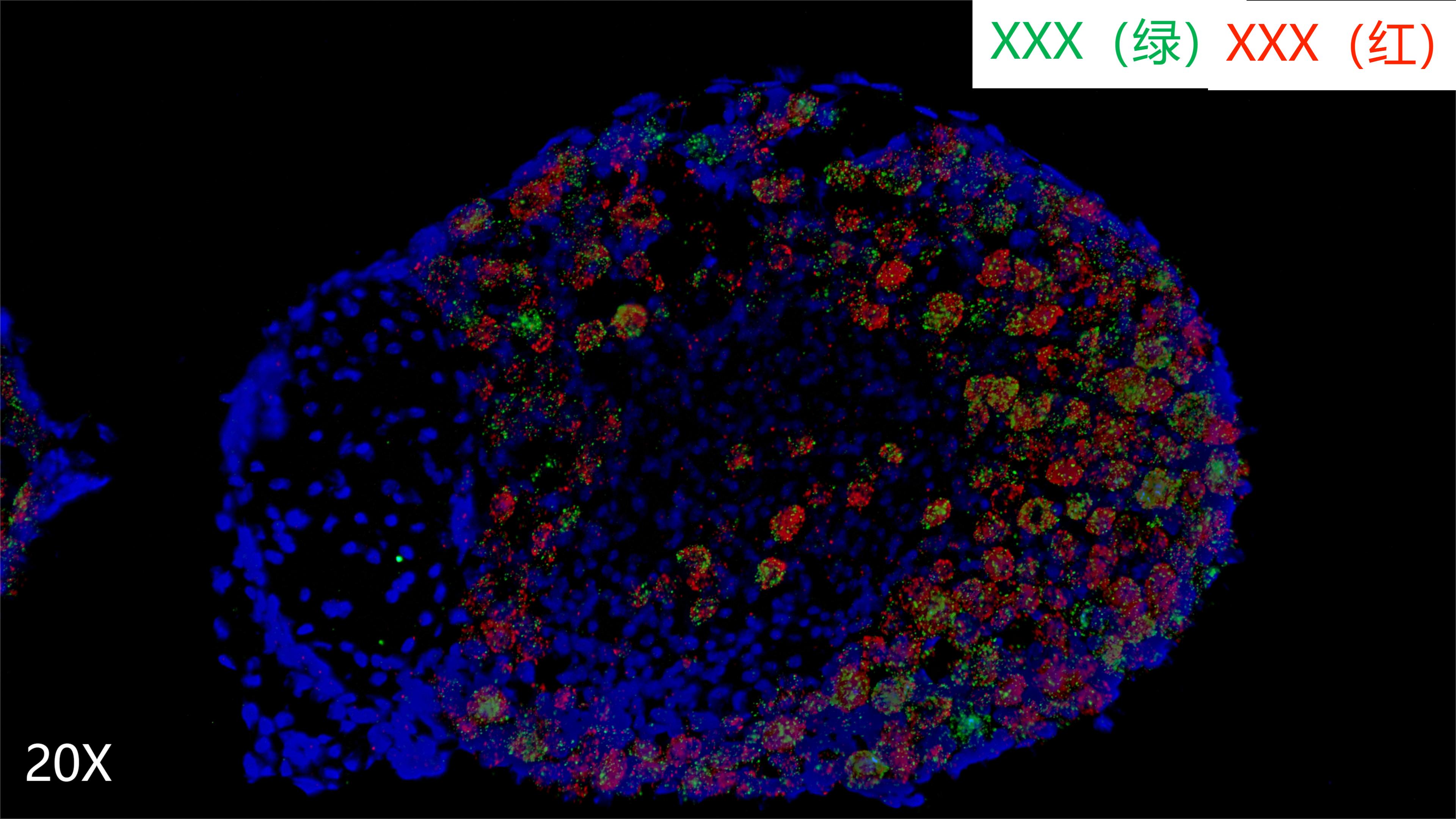 mouse neural node