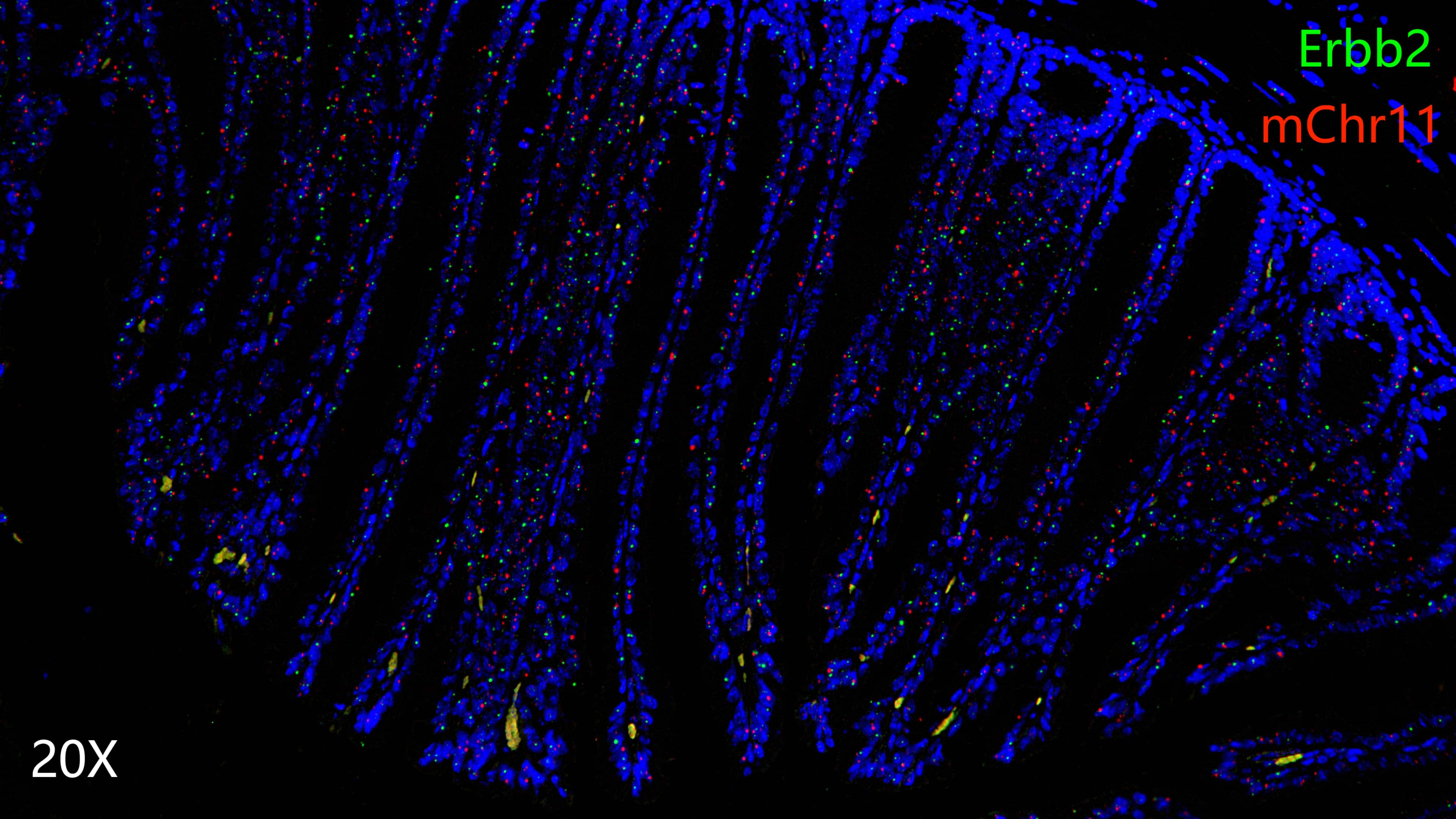 Mouse large intestine