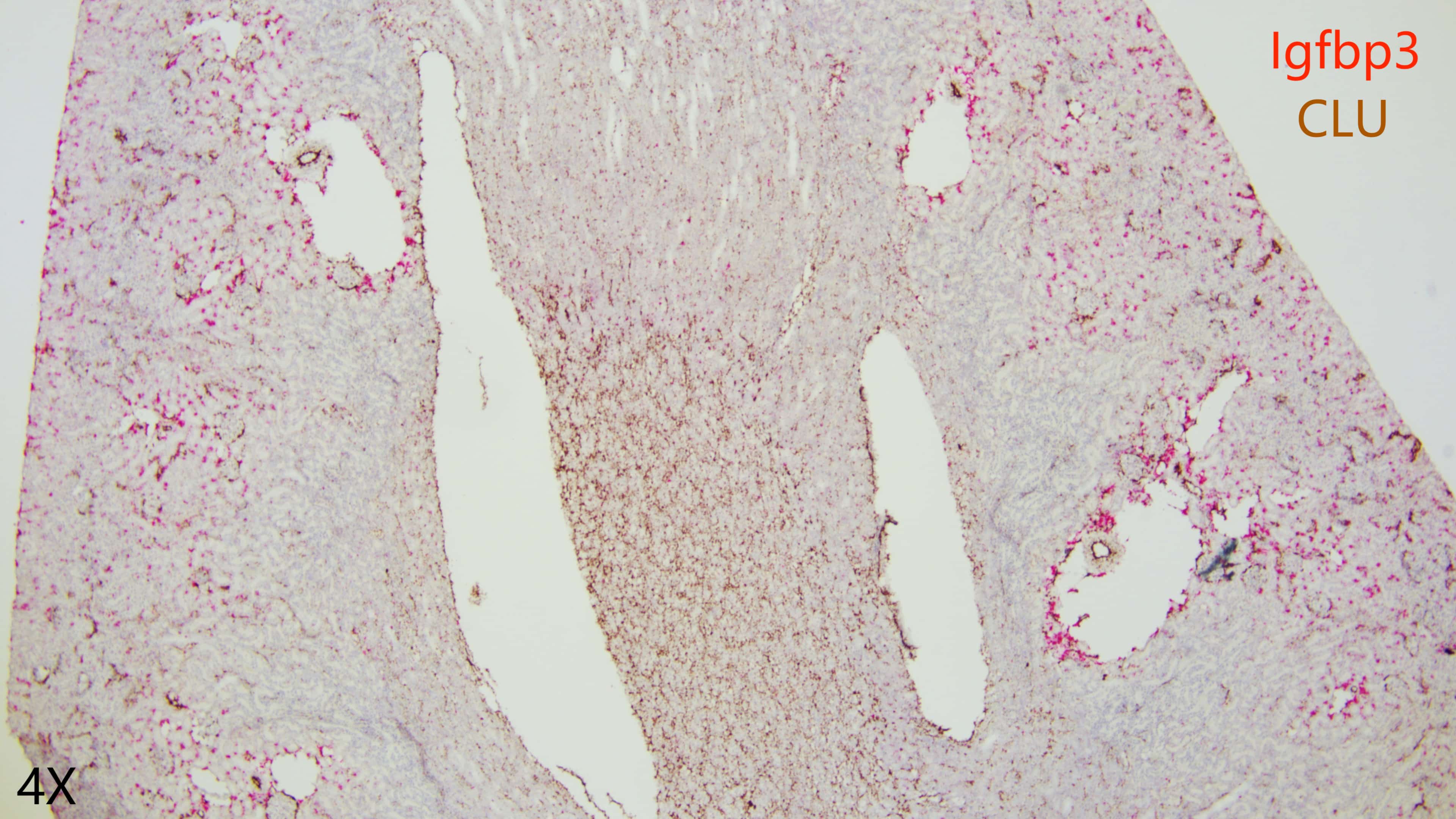 rat kidney