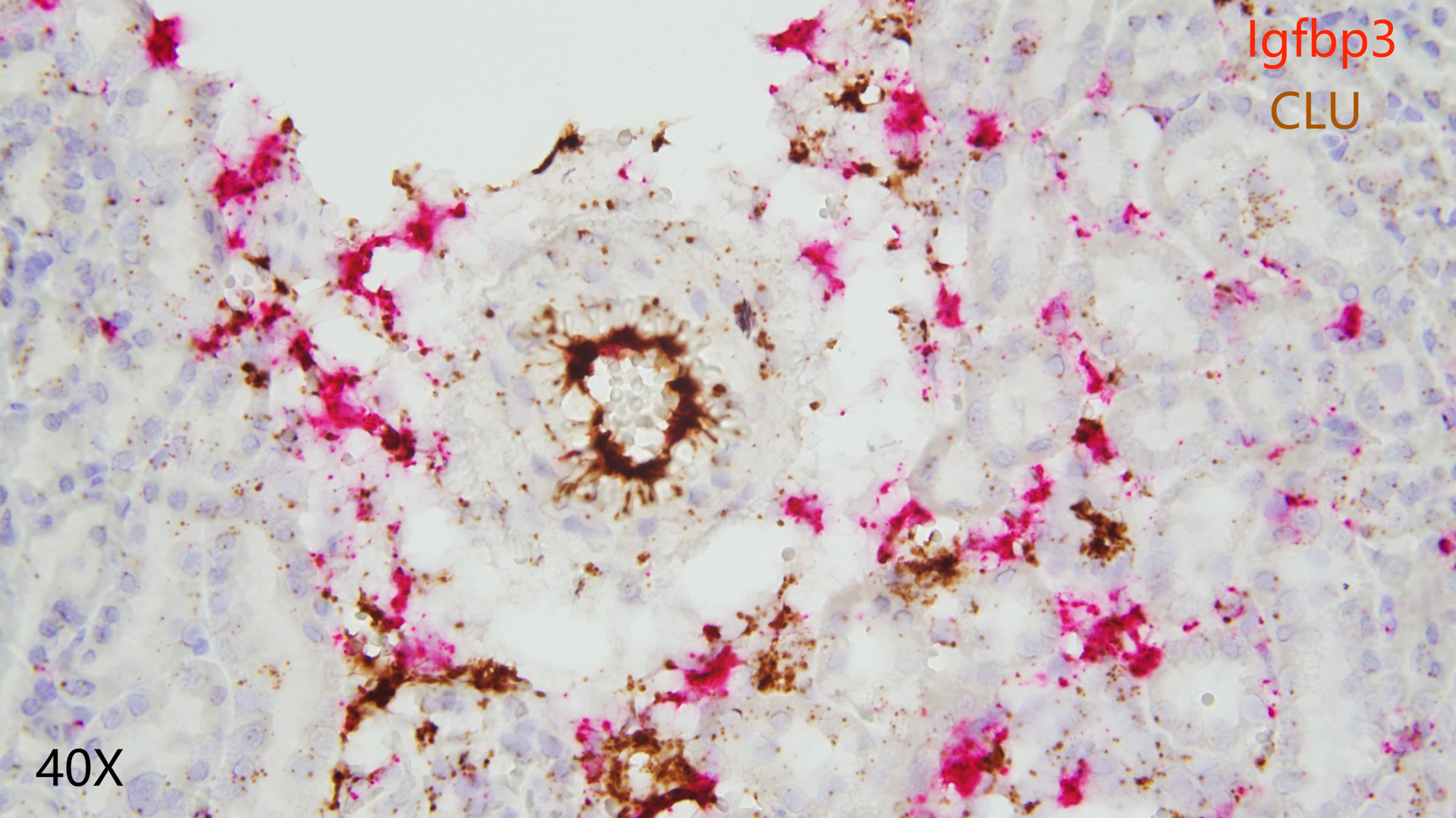rat kidney